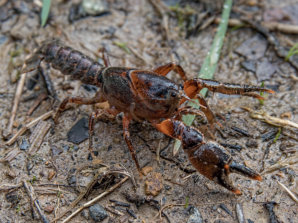 Narracan Burrowing Crayfish