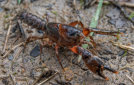 Narracan Burrowing Crayfish