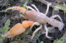 Gippsland Burrowing Crayfish