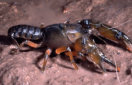 Lowland Burrowing Crayfish (Photo: Greg Hollis)