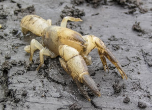 The Two Main Colour Variations Of Warragul Burrowing Crayfish - Pale Colour