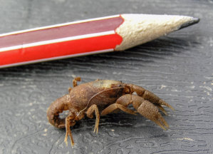 Young Warragul Burrowing Crayfish