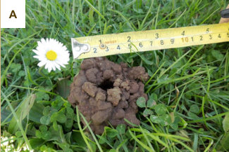 Chimneys composed of small, spherical balls of soil with each soil ball around 0.5-1 cm, Narrow burrow entrance and burrow system, Small and compact