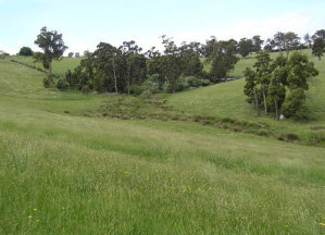Pasture Habitat In Warragul And Drouin Along Drainage Lines, Floodplains, Creeks And Wetlands