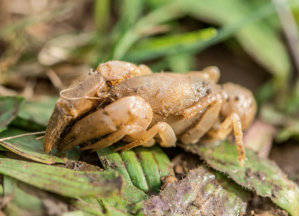 Juvenile Warragul Burrowing Crayfish
