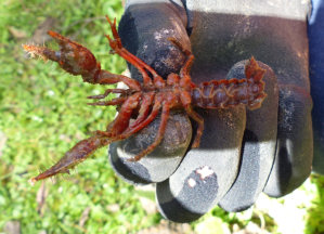 Narracan Burrowing Crayfish size