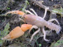 Gippsland Burrowing Crayfish - Colour Variation 2
