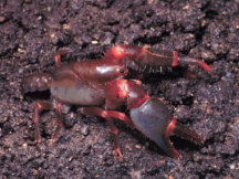 Lily Pilly Burrowing Crayfish