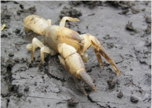 Warragul Burrowing Crayfish