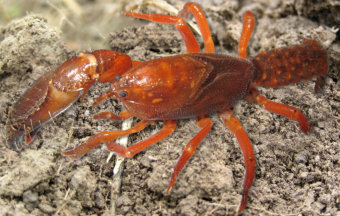 Strzelecki Burrowing Crayfish (Photo: R. Appleton)
