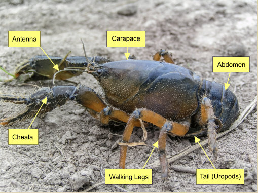 Burrowing Crayfish Features