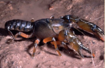 Lowland Burrowing Crayfish (Photo: Greg Hollis)